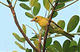 Guira Tanager